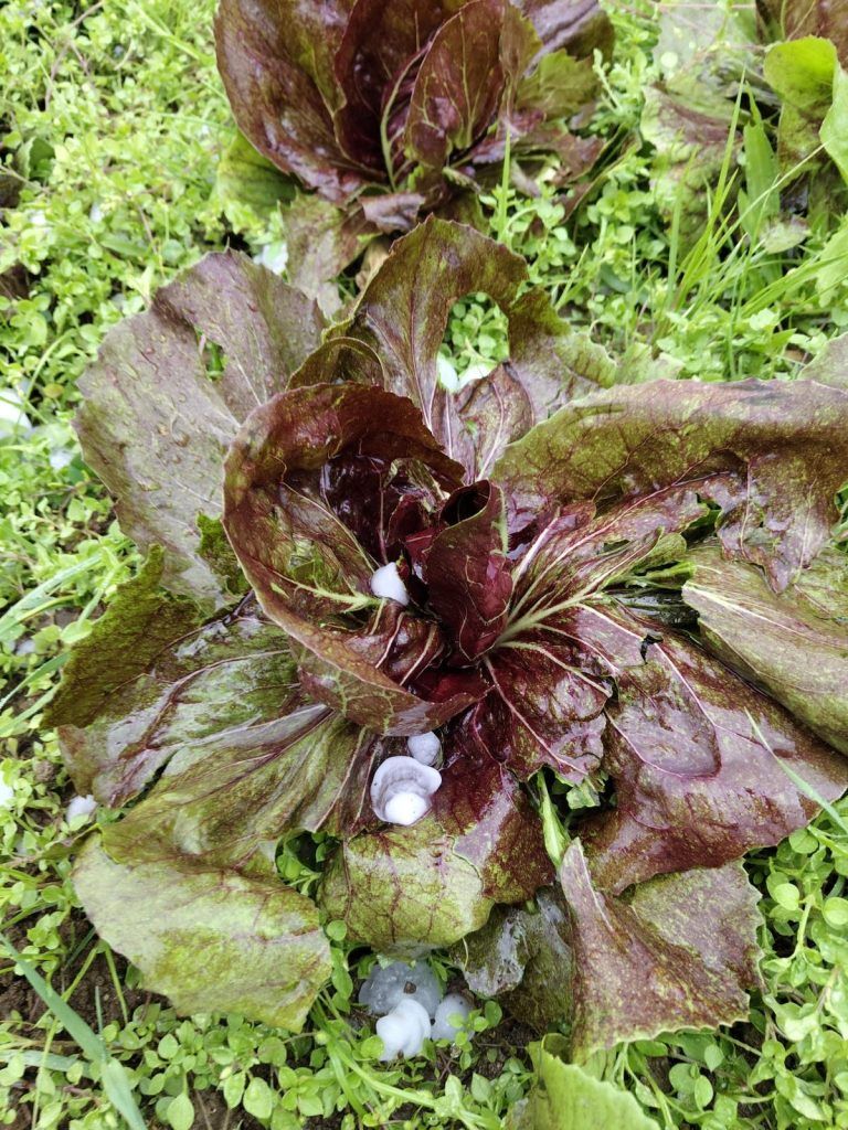 Hagelschaden an einer Salatpflanze