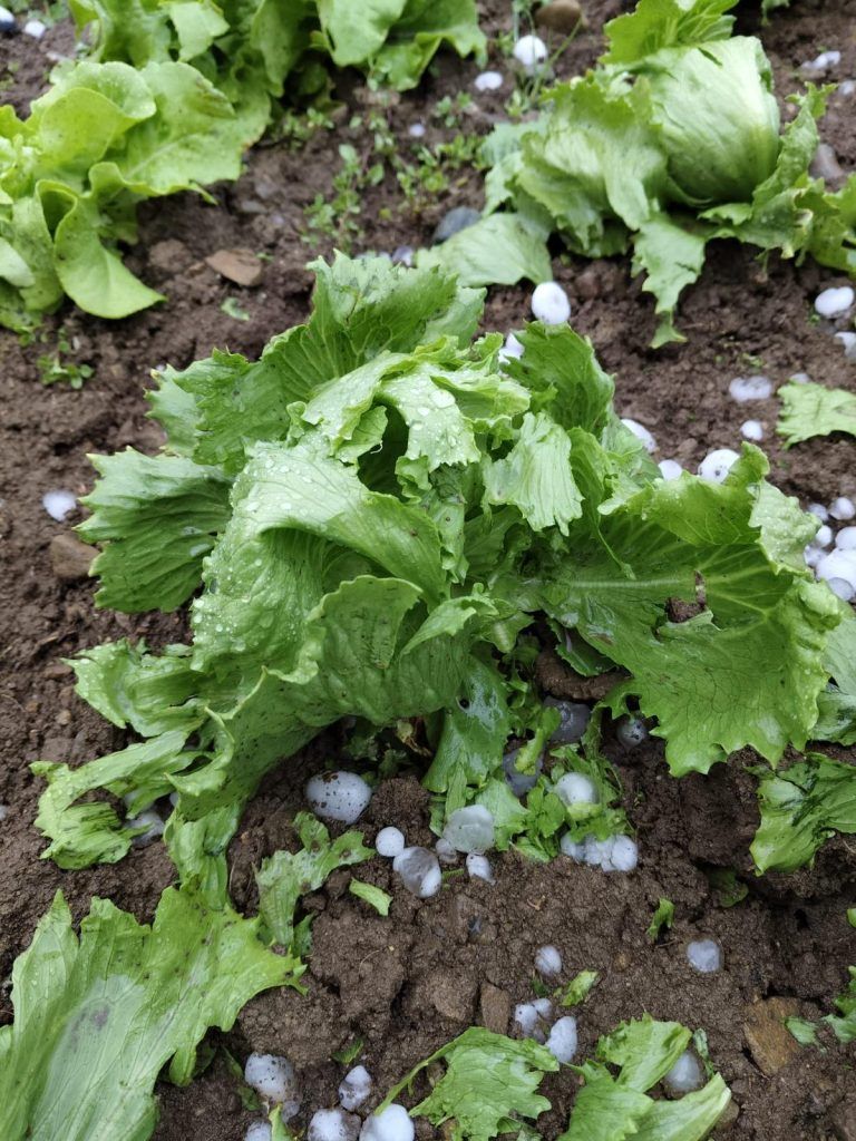 Hagelschaden bei Salatpflanze
