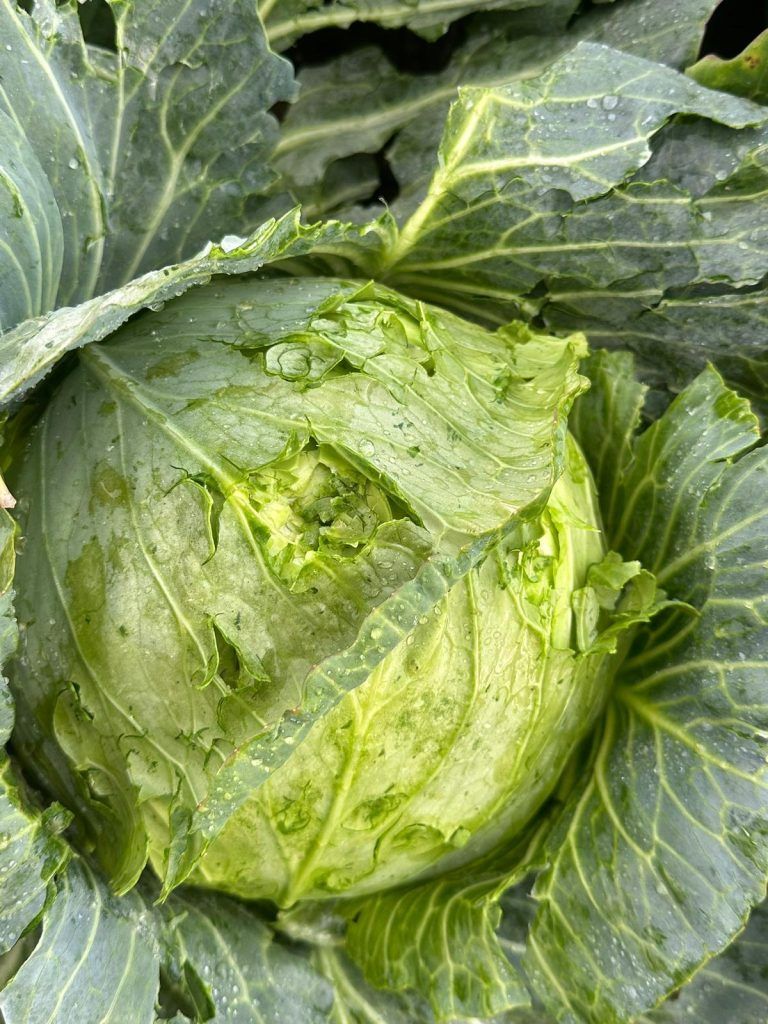 Kohlfpflanze, die von Hagel geschädigt wurde