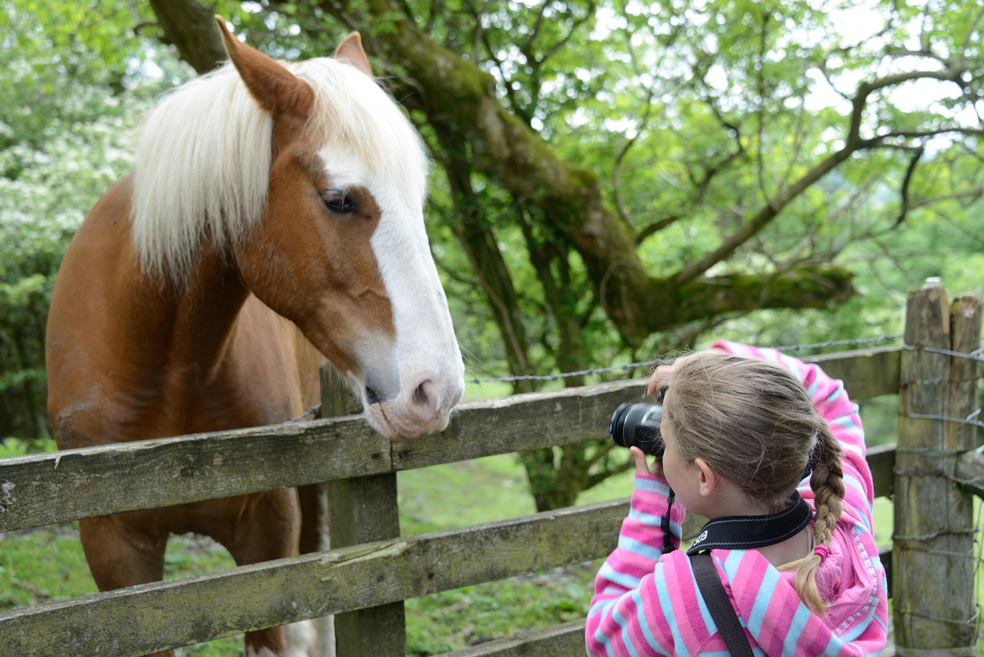 Mit kleinen Tricks kann man schnell und einfach schöne Fotos vom eigenen Pferd aufnehmen.