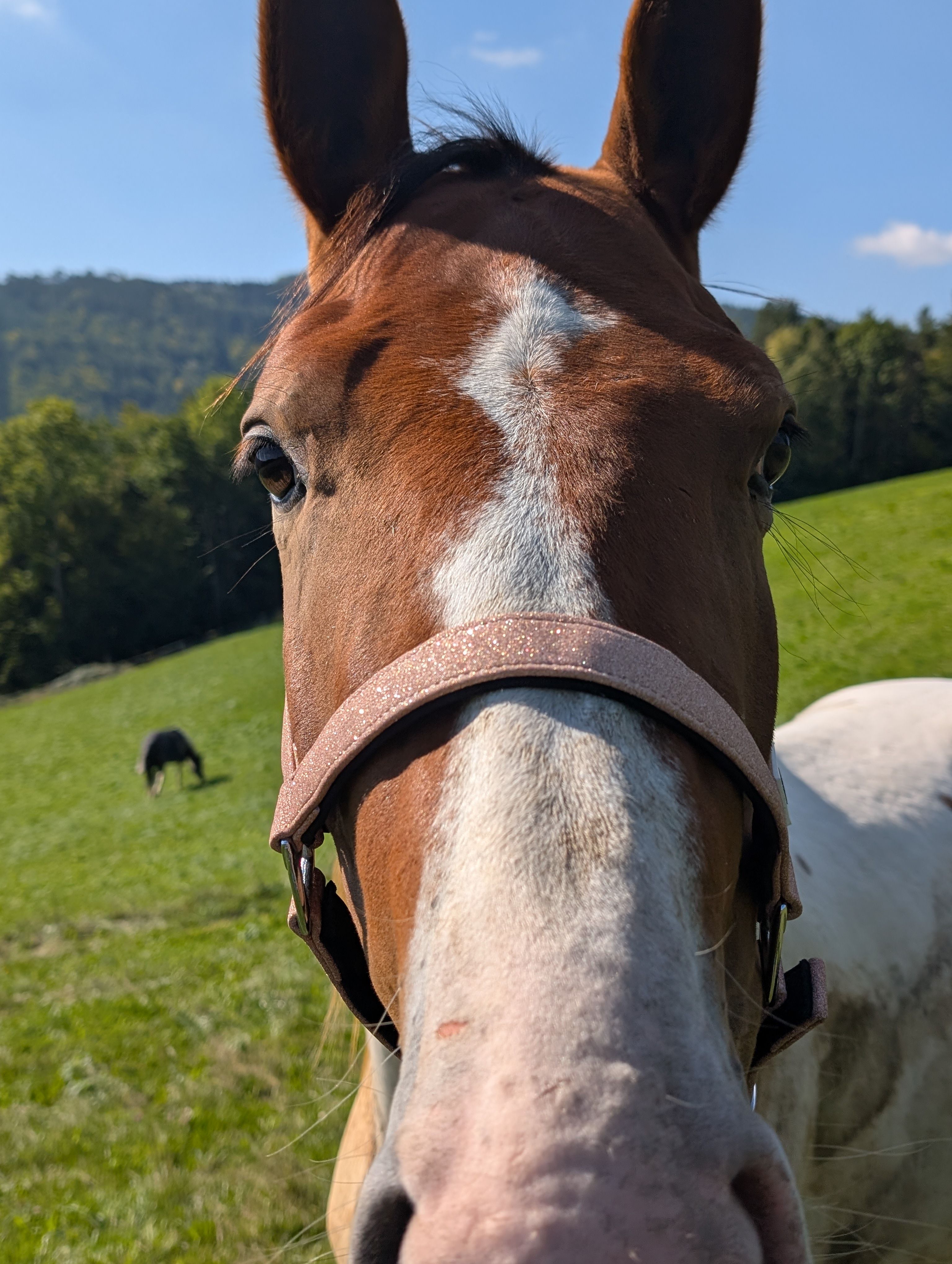 "Das ist Skyfall. Seine Blässe zeigt - mit genug Fantasie - eine adelige Dame mit Hut und einem langen Mantel - sie schaut nach links. Auch ihr Gesicht ist im Profil "erkennbar". Seht Ihr die Dame?"