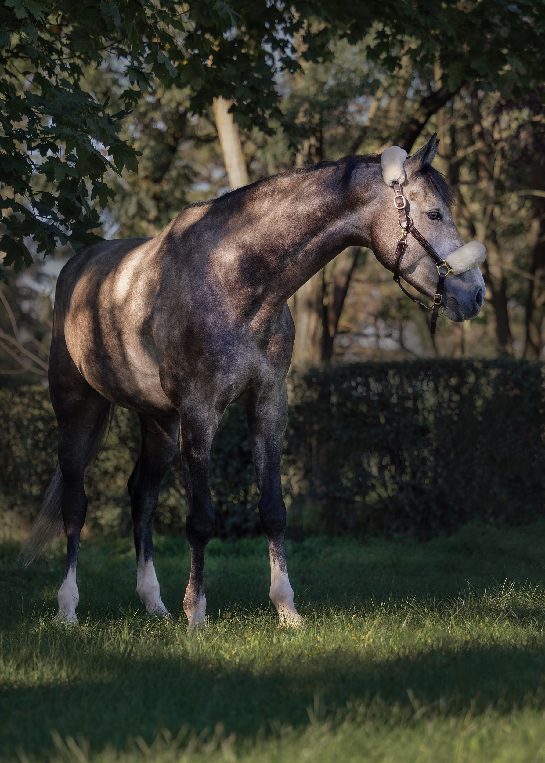 "Unser Oldenburger Wallach Chuky - sein Vater ist Chucfly PS, der sein braves Wesen und Springtalent an seinen Sohn weitervererbt hat. Meine 12-Jährige Tochter ist überglücklich mit ihm."