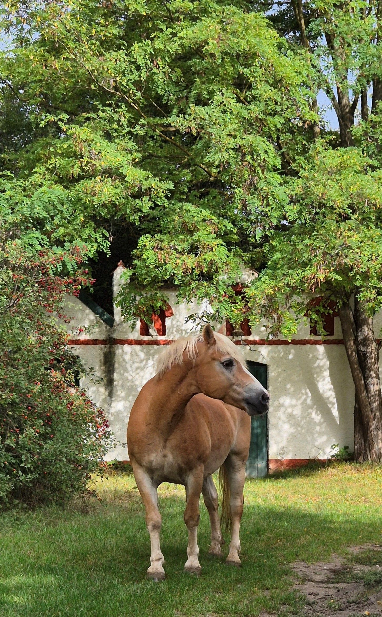 "Vertrauen bedeutet Freiheit ... Mein Fokus mit dem Tiroler Haflinger Napoli liegt nicht auf dem Reiten oder auf besonderes tollen Leistungen. Wir genießen spielerisch unsere gemeinsame Zeit und das alles in einem Stall, der mitten in der Natur liegt, wo so wunderschöne Bilder wie dieses hier entstehen können."