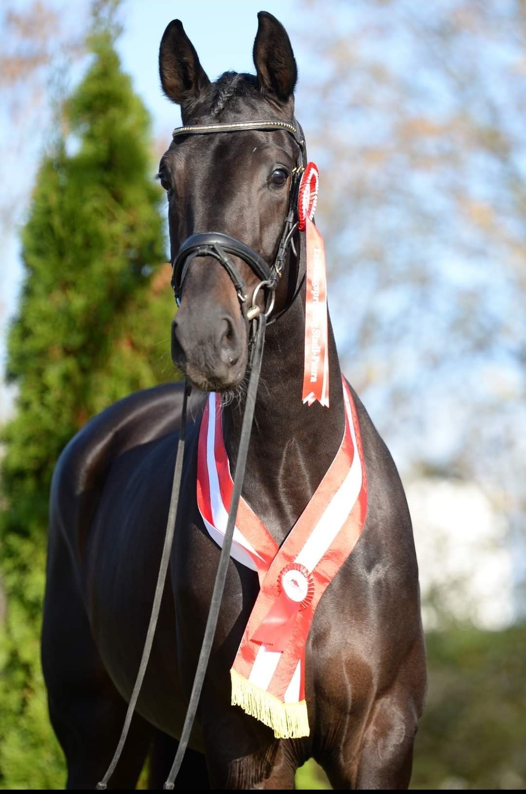 "Darcey MW, von Livaldon x Don Index - ist eine (trotz ihres jungen Alters) schon hoch ausgezeichnete AWÖ Stute, gezüchtet und geboren im schönen Kärnten. Darcey MW, war Landessiegerstute 2024, Siegerin Reitpferdeprüfung 2024, Siegerin Stutbuchaufnahme 2024 in Kärnten, Finalistin Reitpferde Bundesschampionat 2024 in Stadl Paura, 2 Reserve Bundeschampionesse der Stutenschau 2024 in Stadl Paura, Siegerin der stationären Leistungsprüfung 2024 in Stadl Paura."