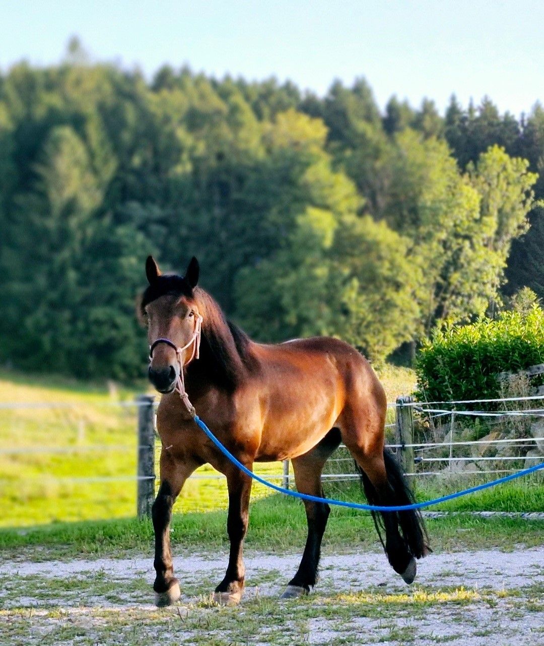 "Das ist Klara, meine Norikerstute und sie ist 4,5 Jahre jung."