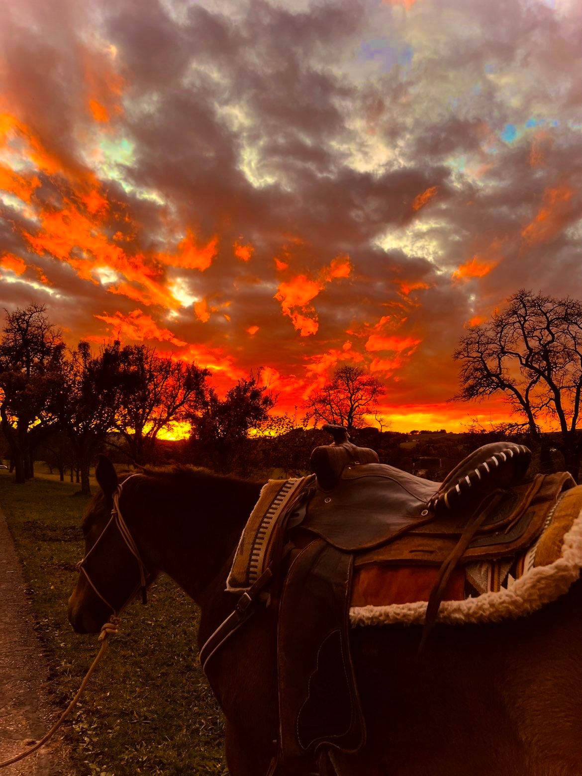 "Mein Pferd Gino, als wir einen neuen Sattel beim Spaziergang probierten. Das Foto wurde am 28.10.2025 bei Sonnenuntergang in der Nähe vom Reitstall Schlögelhofer in Allhartsberg aufgenommen."