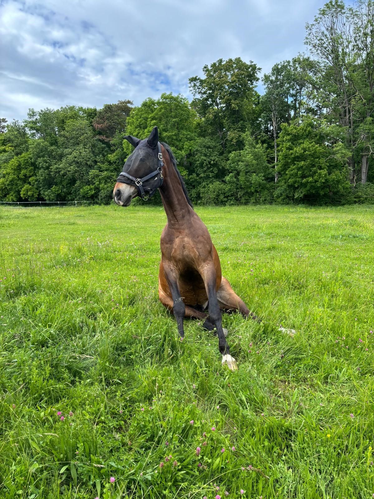 Das Bild wurde im letzten Sommer aufgenommen. Nobi nach dem Powernap auf der Weide. Beim Aufstehen schaut er immer besonders lustig aus.
