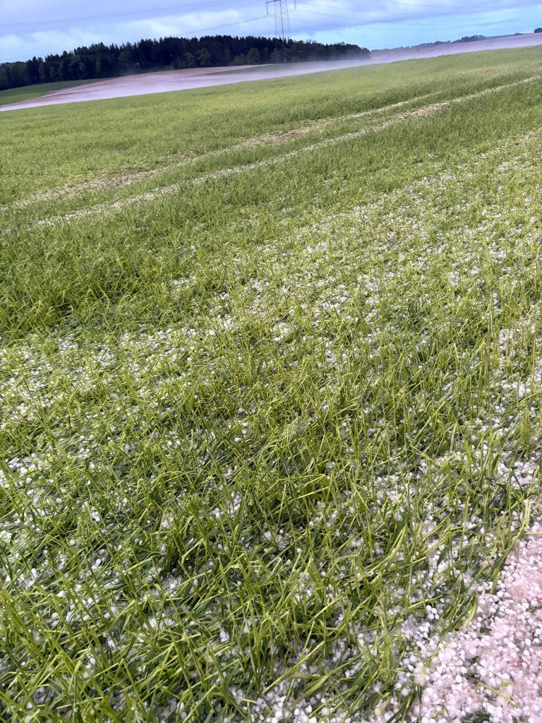 Hagelschaden an Wintergerste am 6. Mai 2026 in Oberösterreich