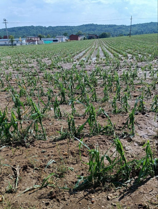 Hagelschäden an Mais im Burgenland (ÖHV)