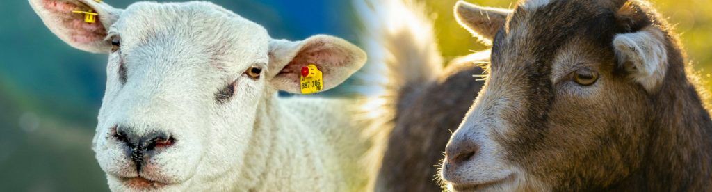 Headerbild mit einem Schaf und einer Ziege