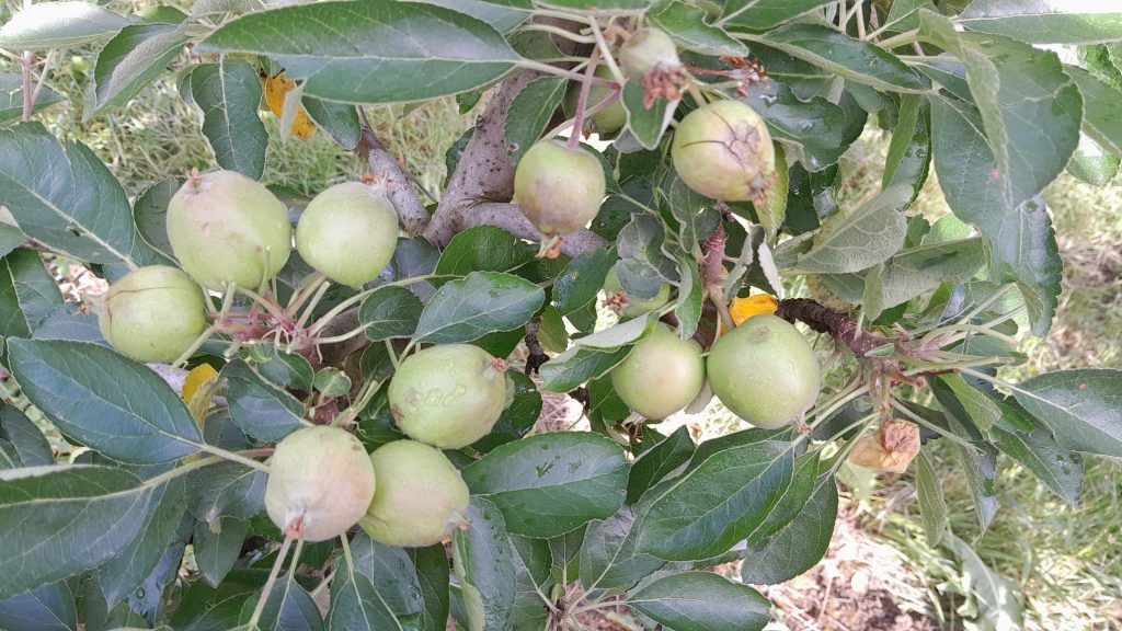 Hagel Apfel Markt Hartmannsdorf Stmk