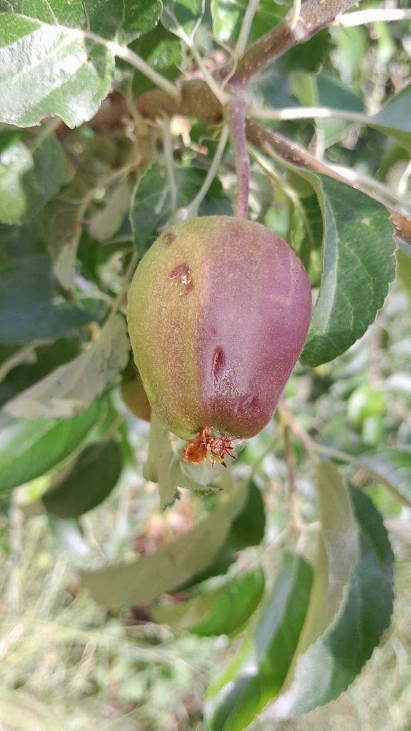 Hagel Apfel Markt Hartmannsdorf Stmk