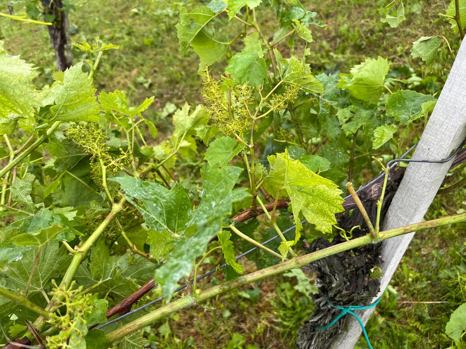 Hagelschäden mit abgeschlagenen Trieben in Straß (ÖHV)