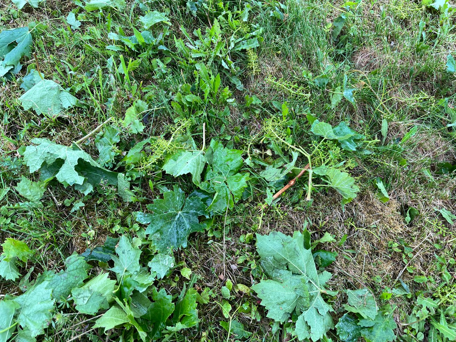 Hagelschäden mit abgeschlagenen Trieben in Straß (ÖHV)
