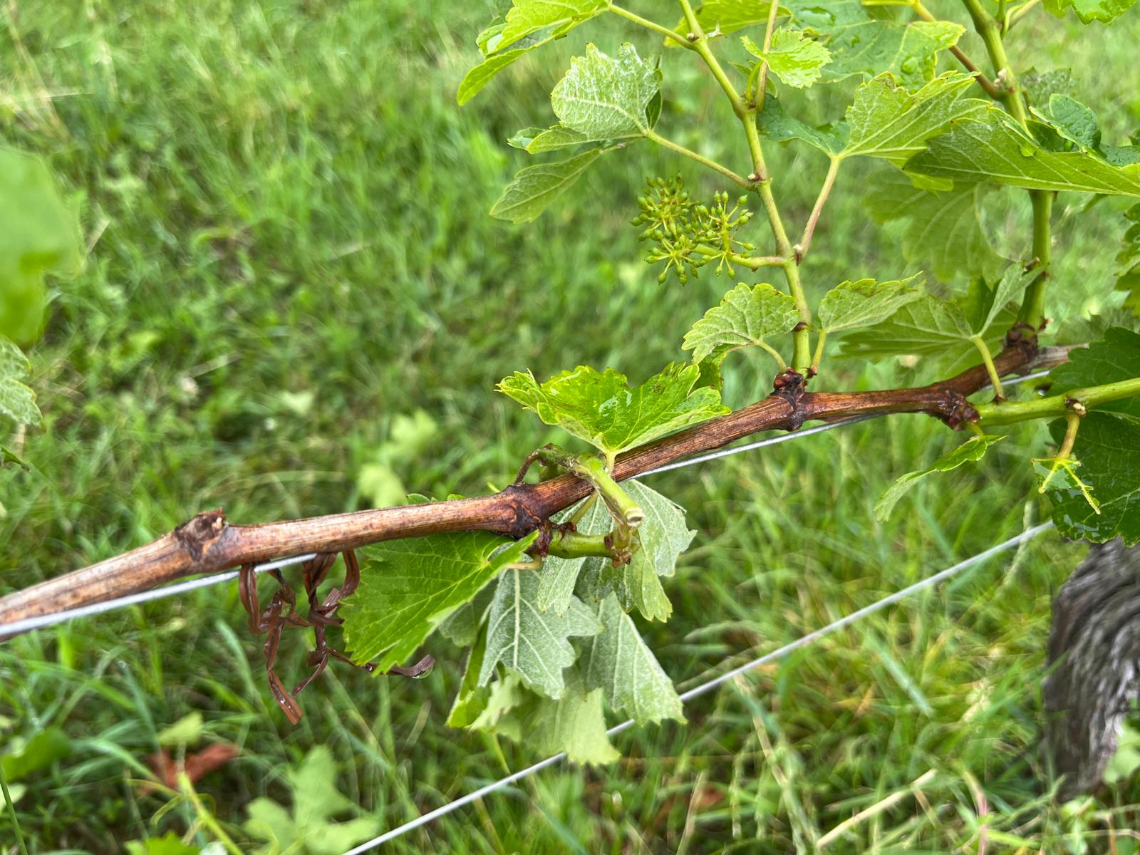 Hagelschäden mit abgeschlagenen Trieben in Ehrenhausen (ÖHV)
