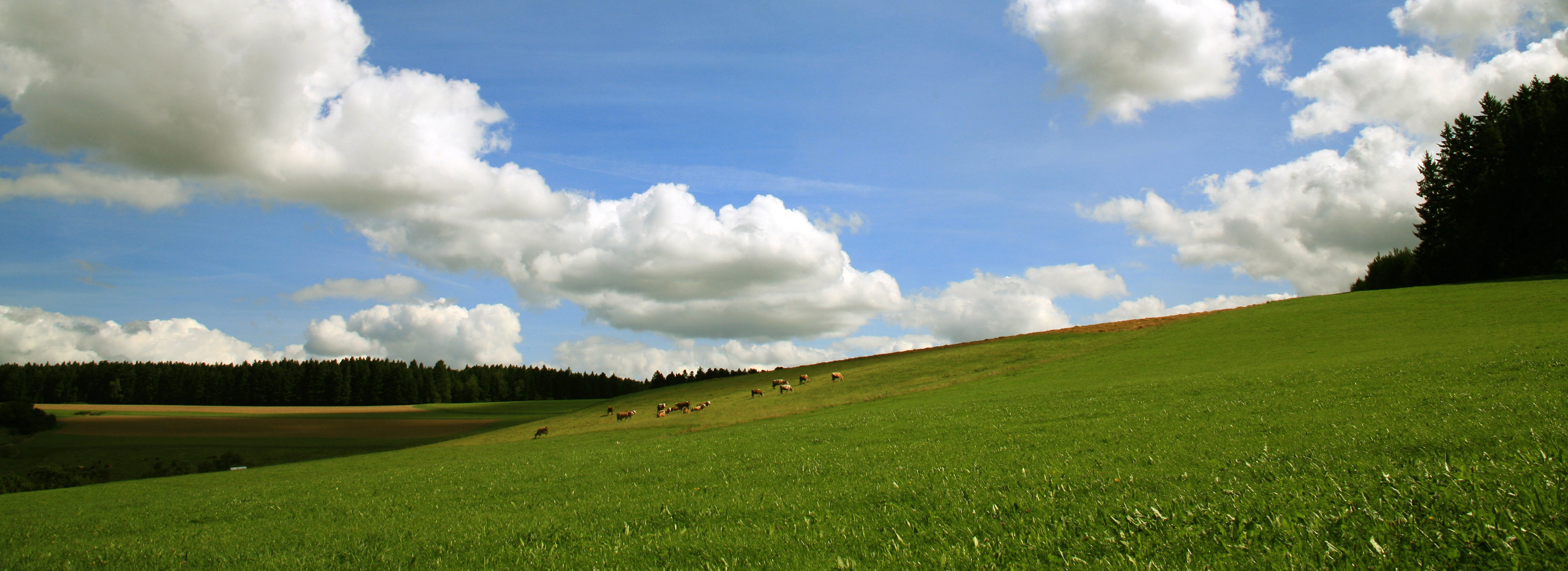 Hügelige Landschaft mit Tieren