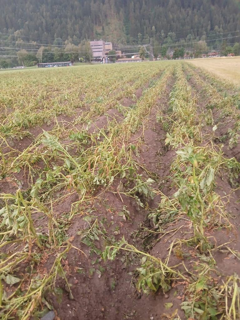Von Hagel geschädigte Kartoffelpflanzen 