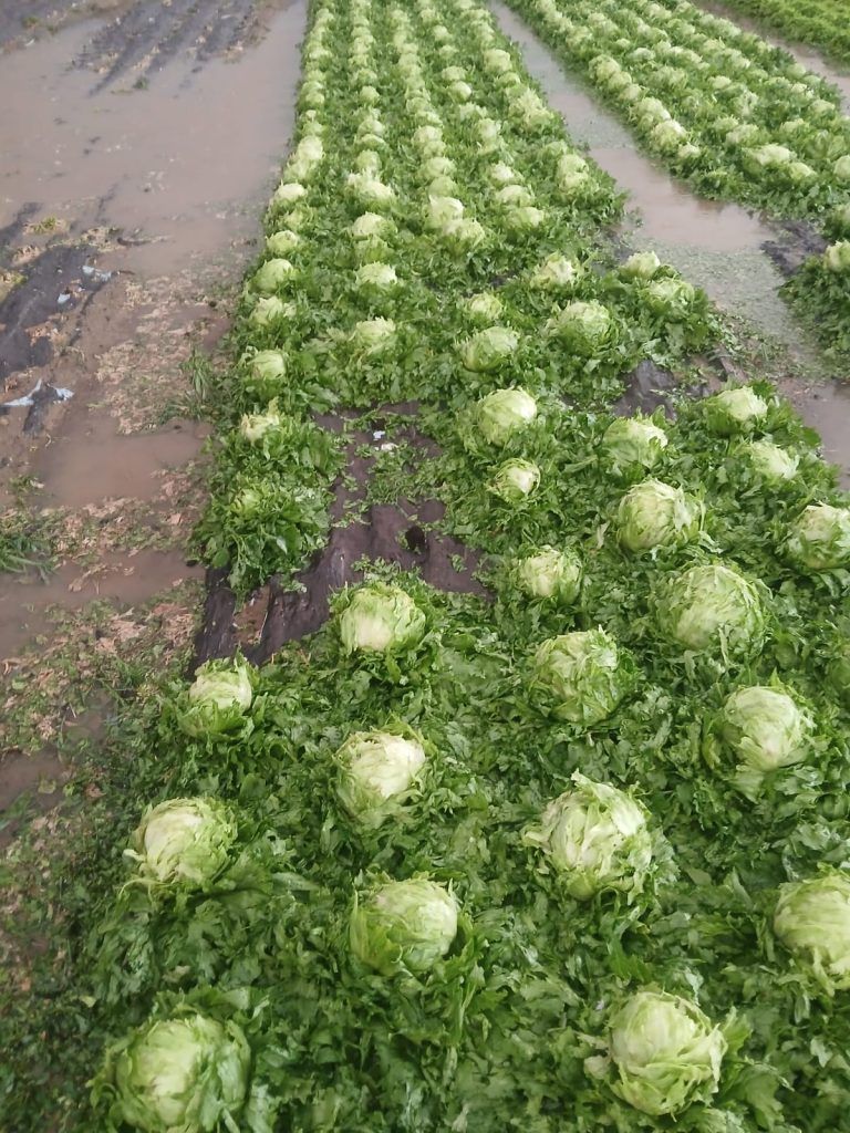 Von Hagel geschädigte Salatpflanzen 