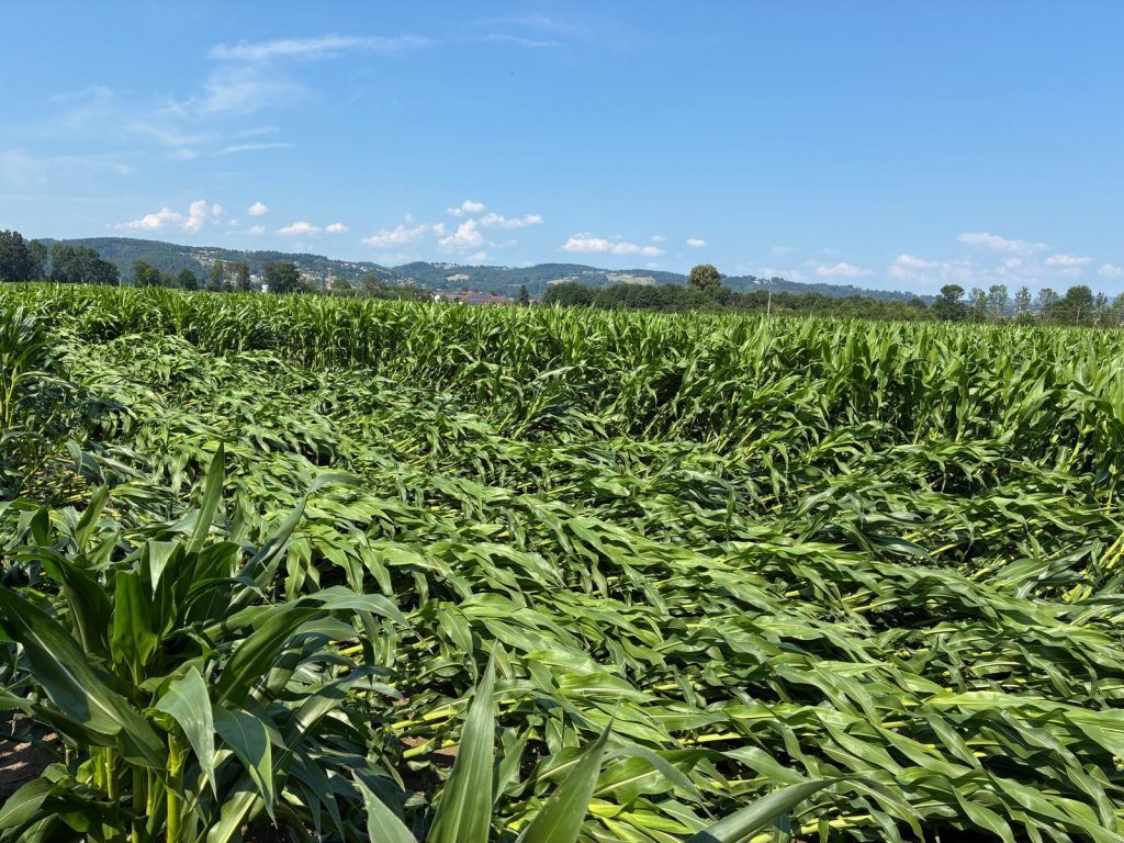 Maispflanzen, die von Sturm geschädigt wurden