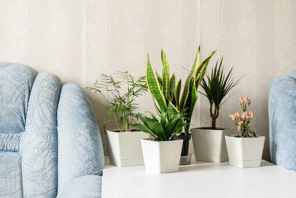 Indoor Plants And Natural Planters