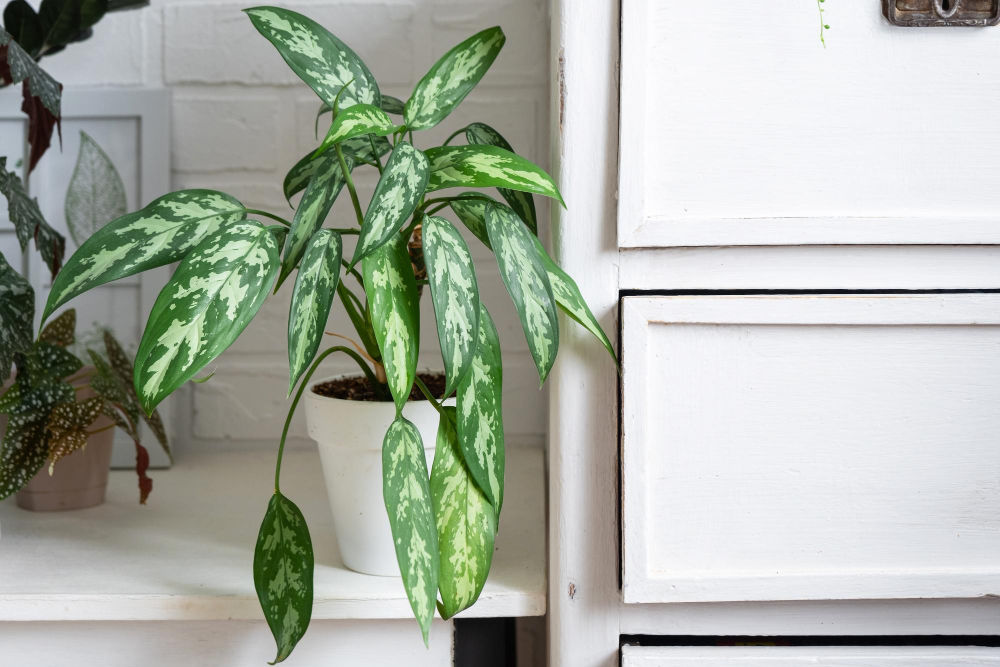 Aglaonema