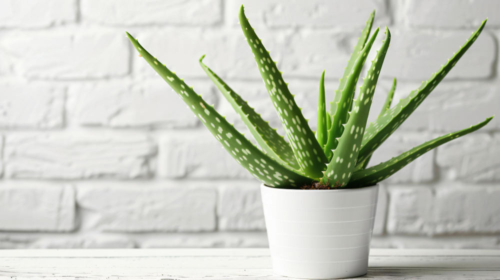 Aloe Vera