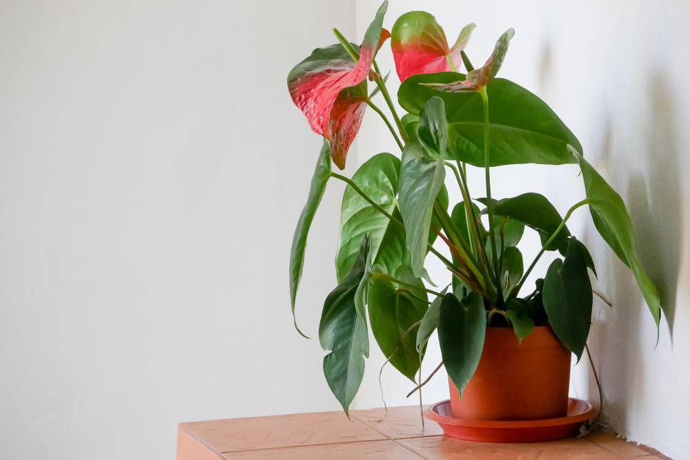 Anthurium Indoor