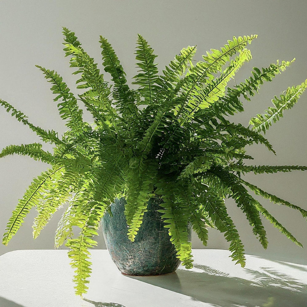 Boston Fern