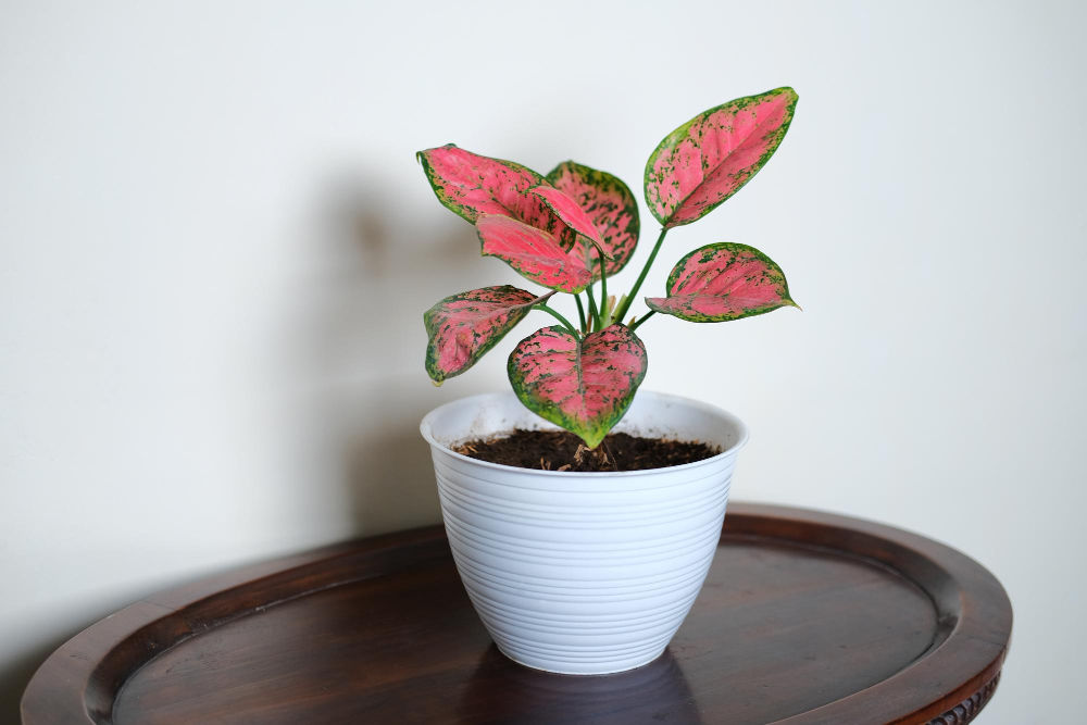Caladium Red Star Caladium