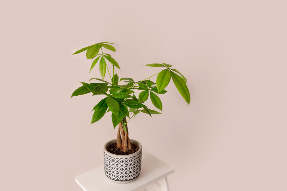 Money Tree Pachira Aquatica Indoor Plant