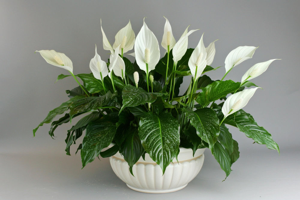 Peace Lily