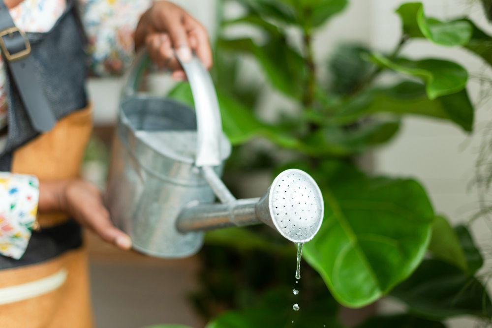 An Easy Guide To Growing Jasmine In Tropical Regions 2 2