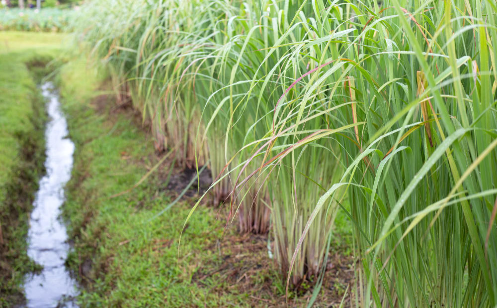 Easy Guide To Growing Lemongrass For Fresh Great Flavor 3