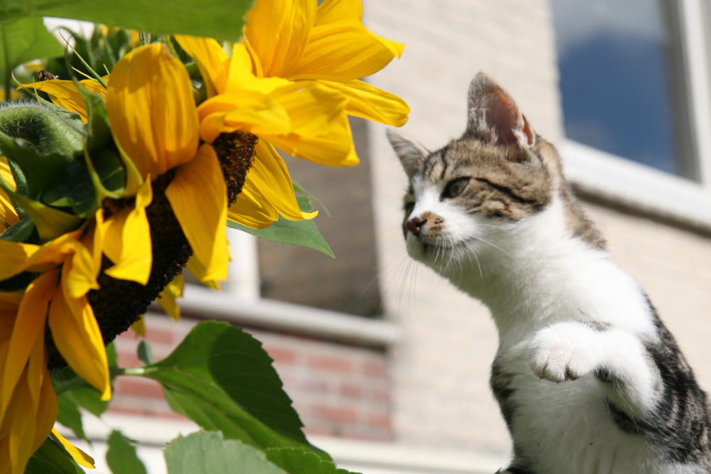 Flowers That Are Truly Safe For Cats 2