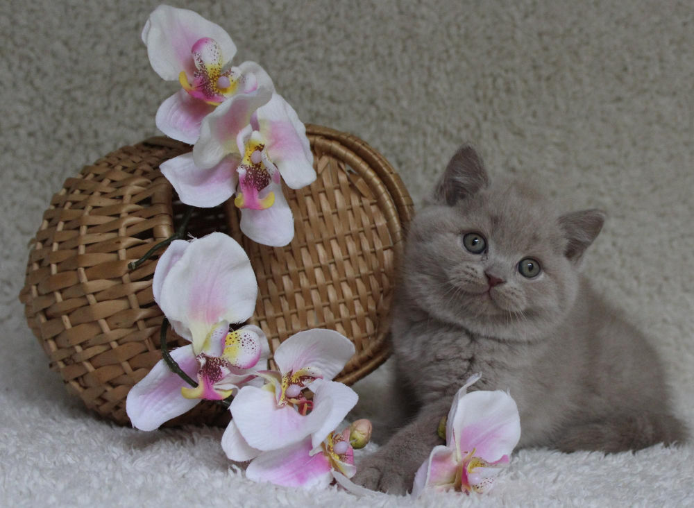 Flowers That Are Truly Safe For Cats 3