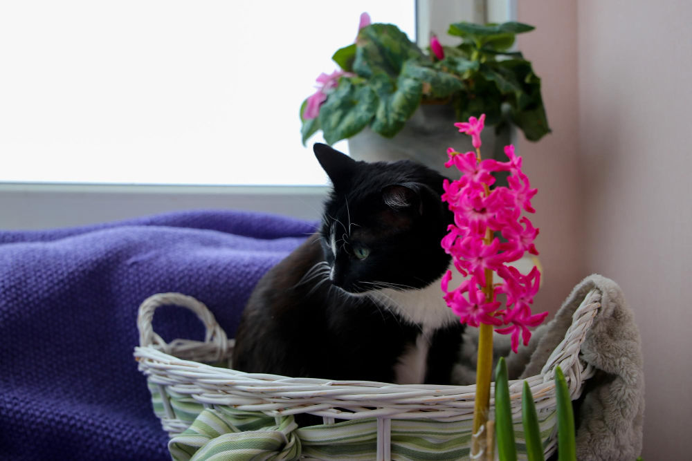 Flowers That Are Truly Safe For Cats 4