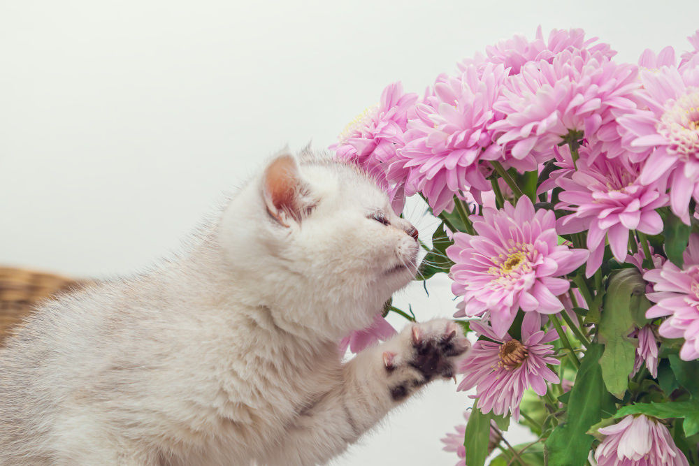 Flowers That Are Truly Safe For Cats 5