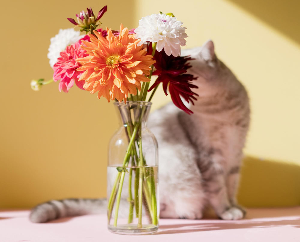 Flowers That Are Truly Safe For Cats 6