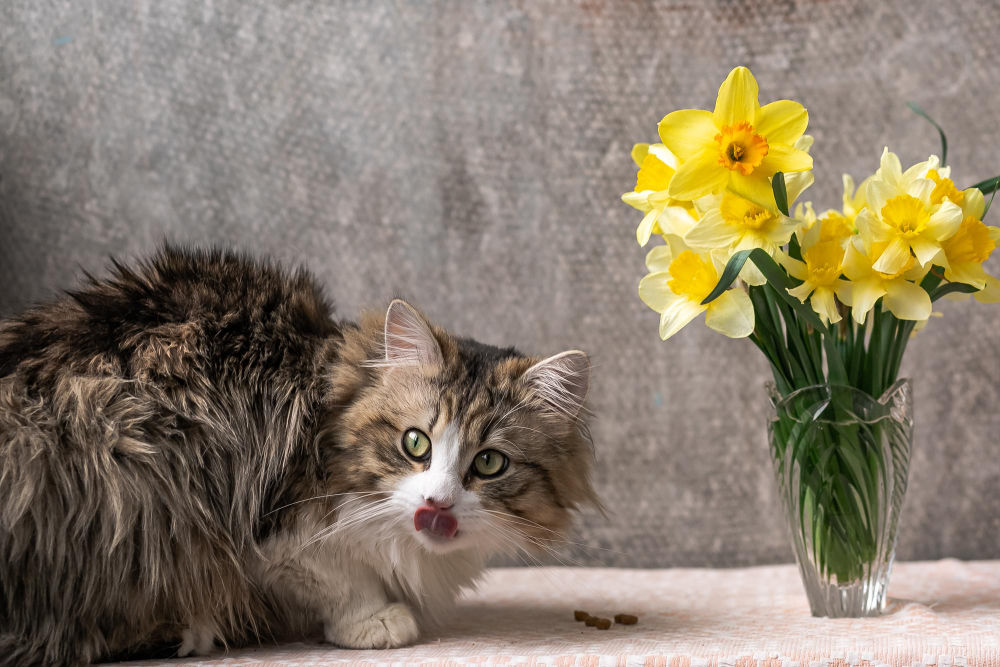 Safe Flowers For Cats A Complete Pet Friendly Guide 7