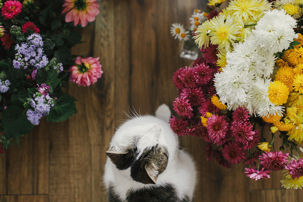 Safe Flowers For Cats A Complete Pet Friendly Guide 8
