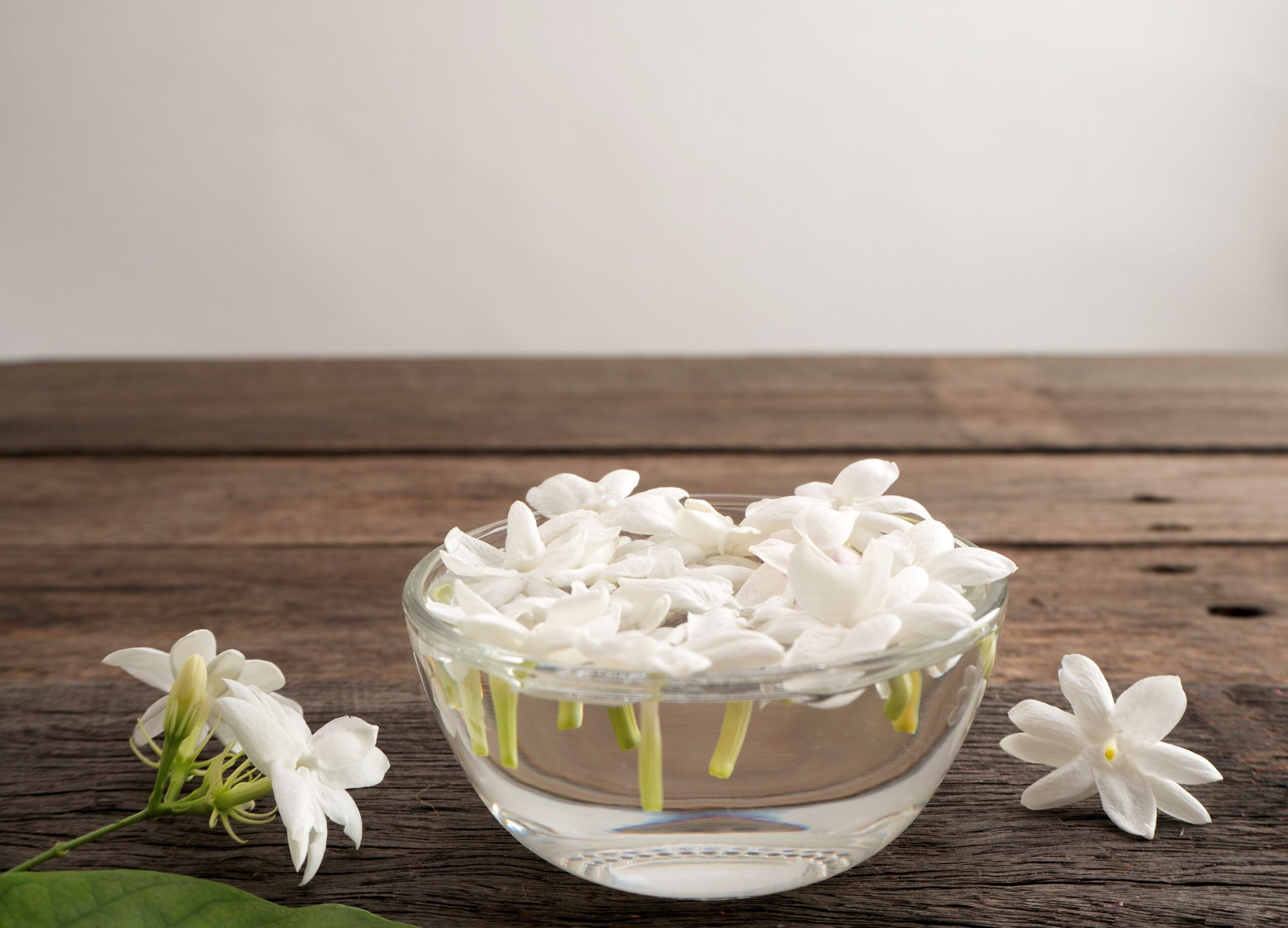 Safe Flowers For Cats A Complete Pet Friendly Guide 9 Scaled