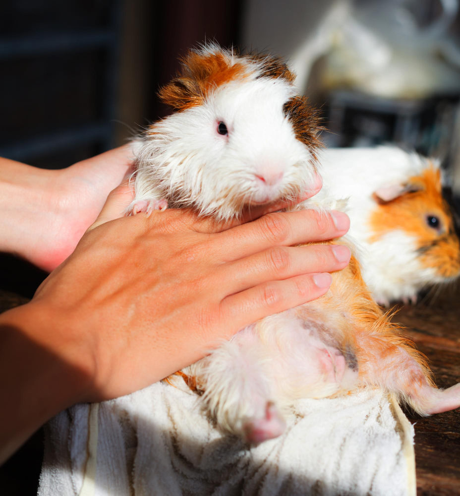 Take Care Of Guinea Pigs 2