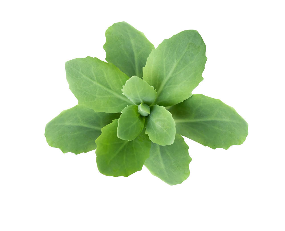 Herbs Good For Hair Growth 4