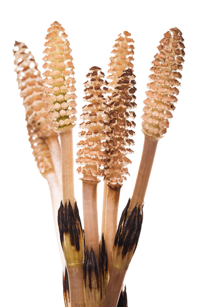 Herbs Good For Hair Growth 7