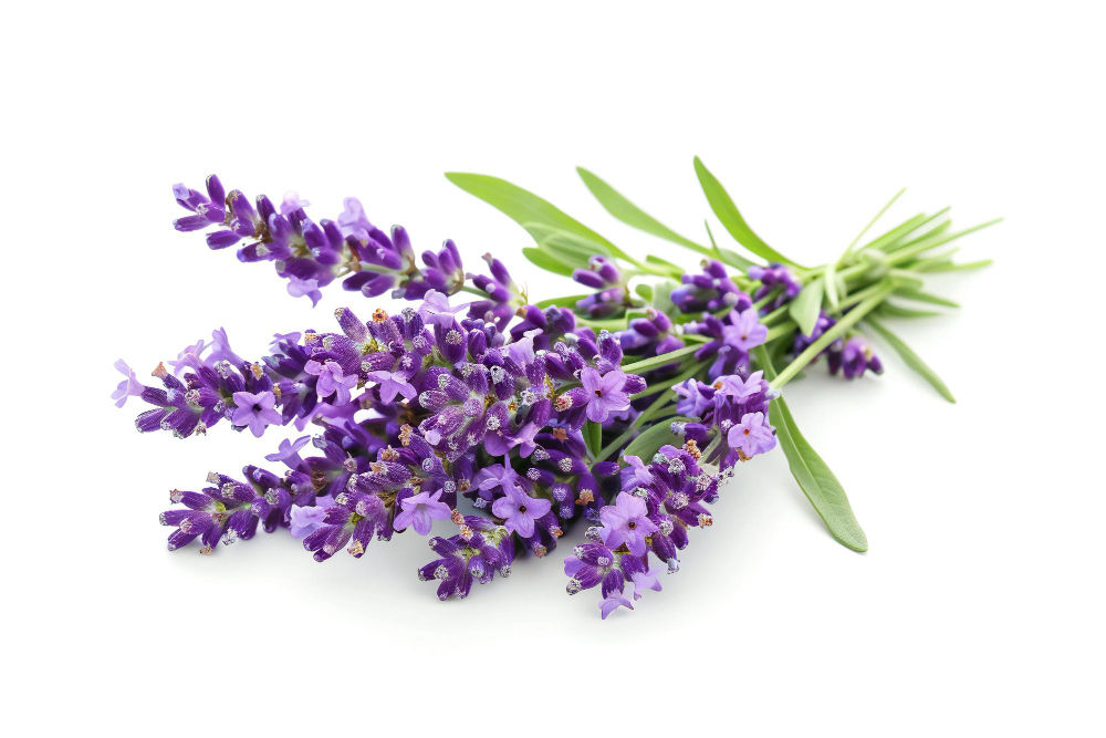 Herbs Repel Mosquitoes 2
