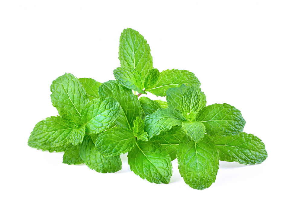 Herbs Repel Mosquitoes 3