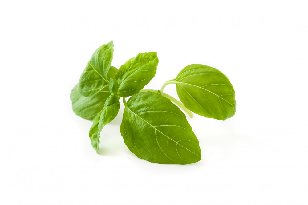 Herbs Repel Mosquitoes 4