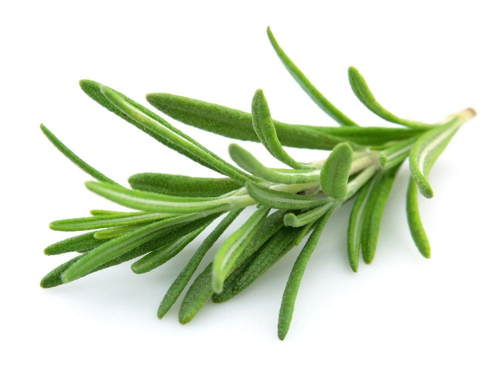 Herbs Repel Mosquitoes 6