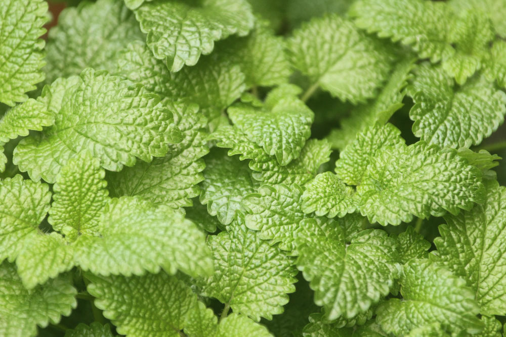Herbs Repel Mosquitoes 7