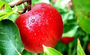 Buah Apel/Foto: Emer